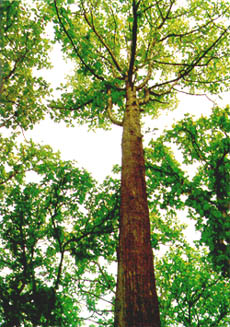معرفی چوب درخت ساج
